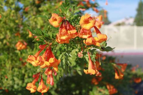A flowering "bells” shrub can be seen during a guided tour of the Extension Botanic Gardens a ...
