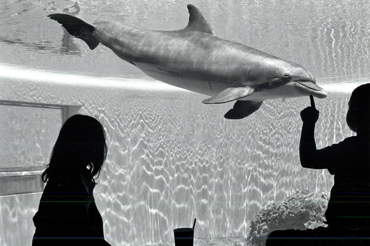 Teela Vice, 7, left, and Elky Bernal, 9, visit the dolphins at The Mirage on July 22, 1992. (Jo ...