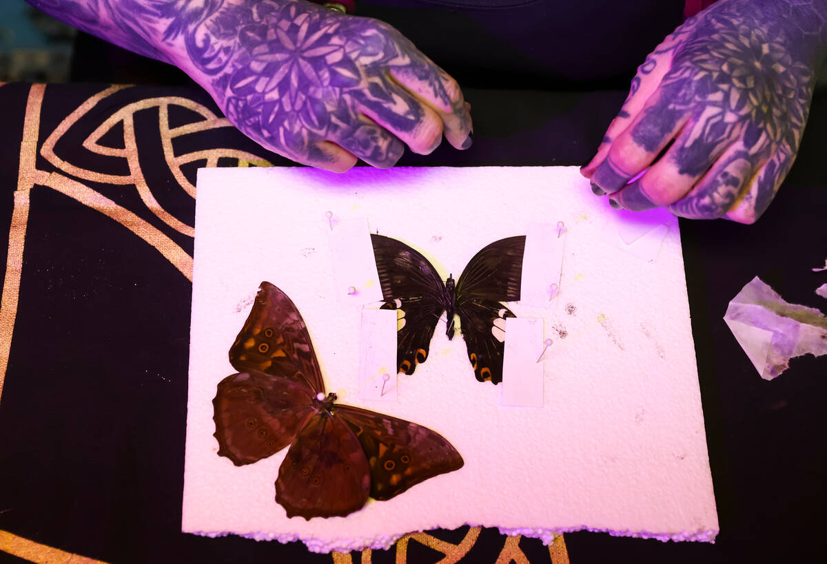 Erin Kmit, co-owner of Cemetery Pulp, a shop of oddities, comics and more, pins butterflies on ...