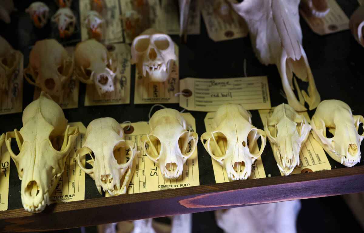 Various skulls on display at Cemetery Pulp, a shop of oddities, comics and more, on Thursday, N ...
