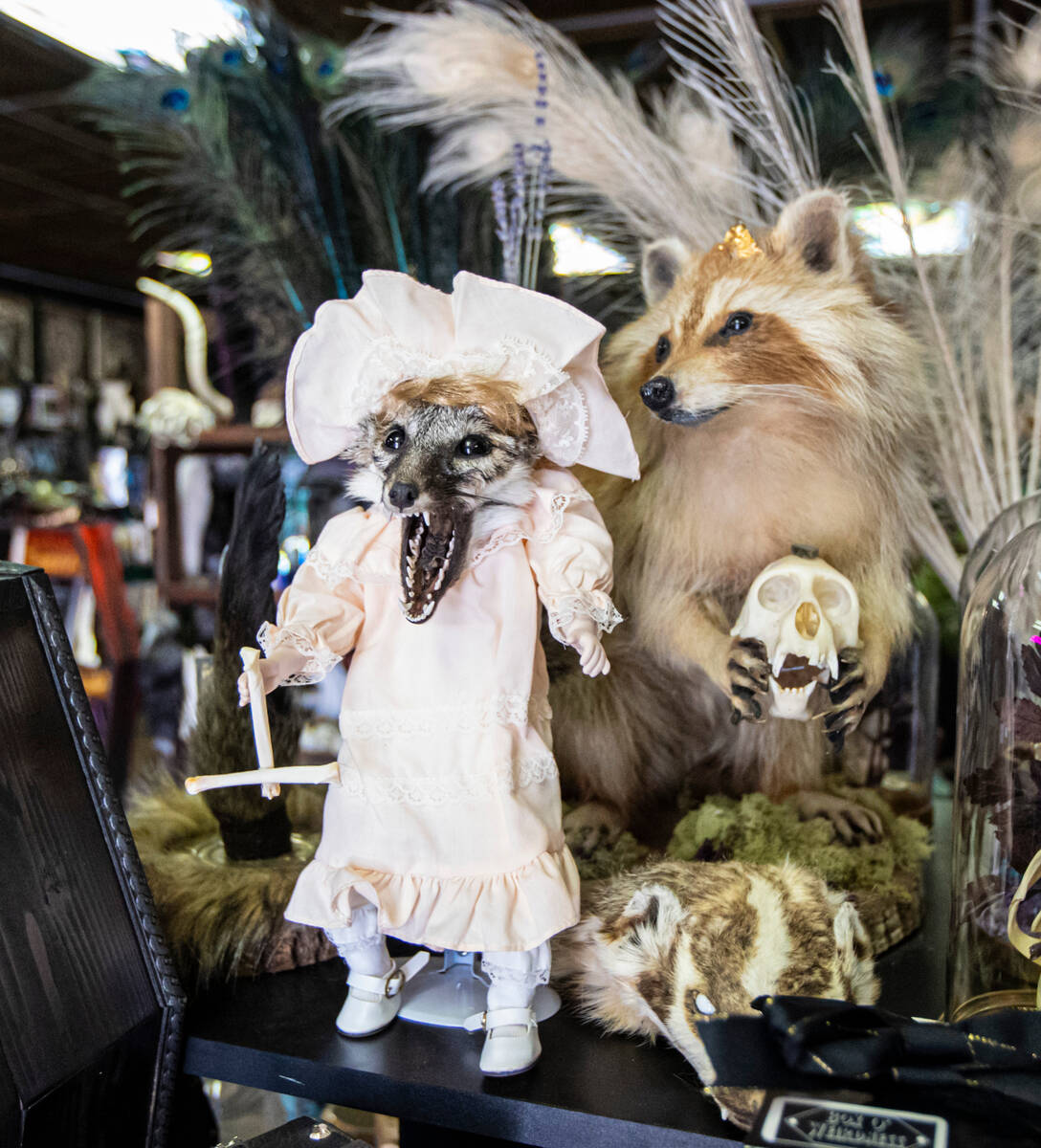 Taxidermy items on display at Cemetery Pulp, a shop of oddities, comics and more, on Thursday, ...