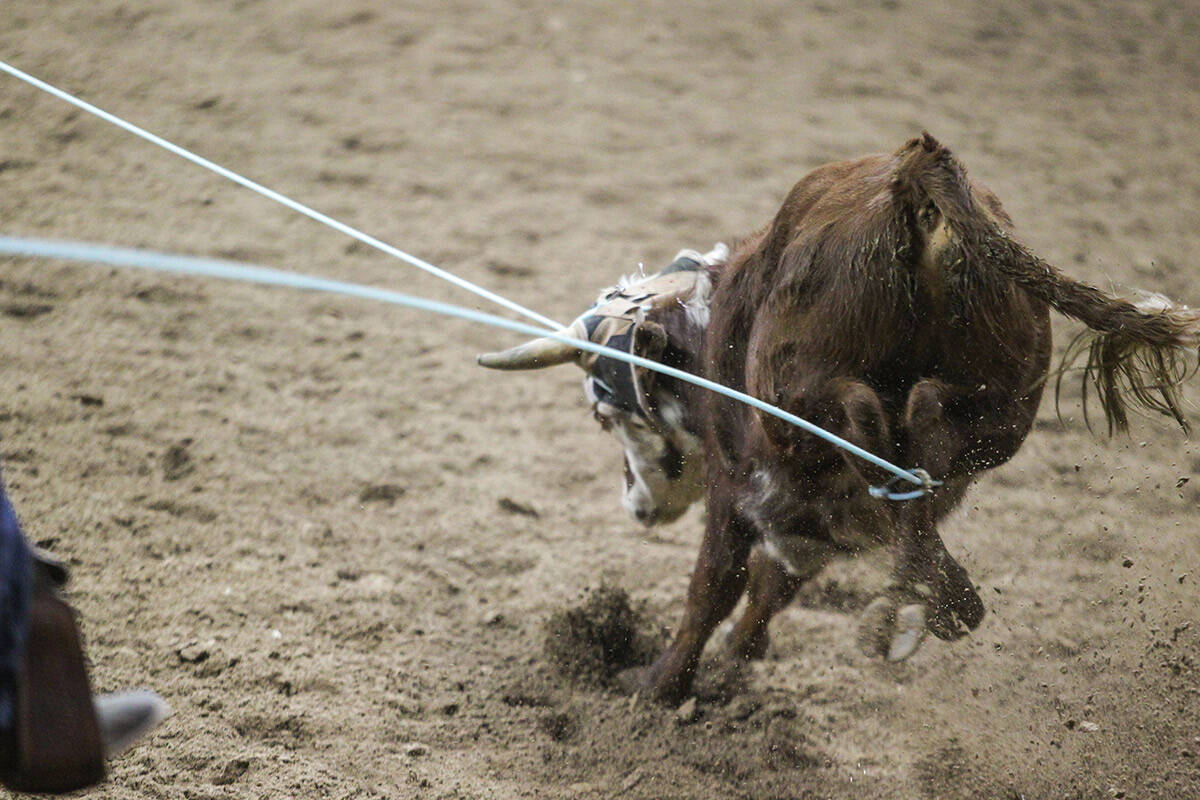 A steer is roped in during the second performance of team roping at the 2012 National Finals Ro ...