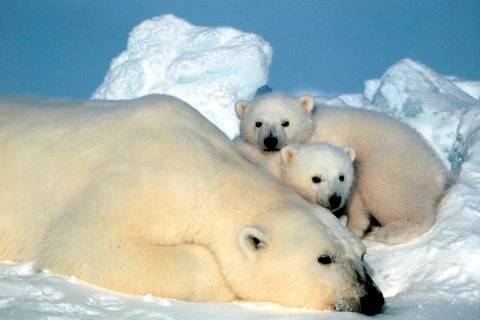 A female polar bear and her cubs are shown in the Arctic National Wildlife Refuge in Alaska. (A ...