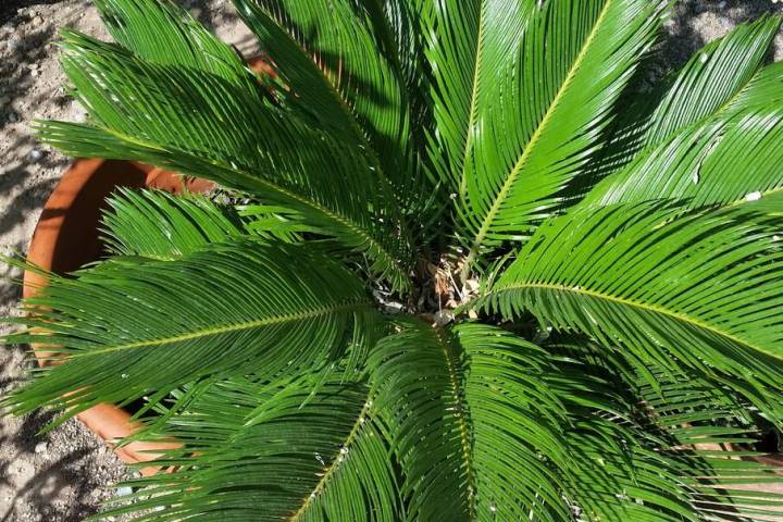 Water use increases with plants that increase in size. A very large sago palm requires more wat ...