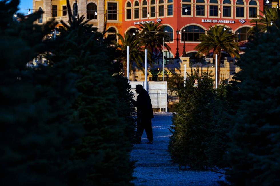 Tavin Winward walks the lot in search of the perfect tree at Rudolph's Christmas Tress on Tuesd ...