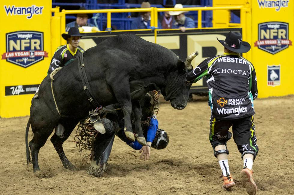Trey Holston, of Fort Scott, Kan., falls from his animal while competing in bull racing during ...