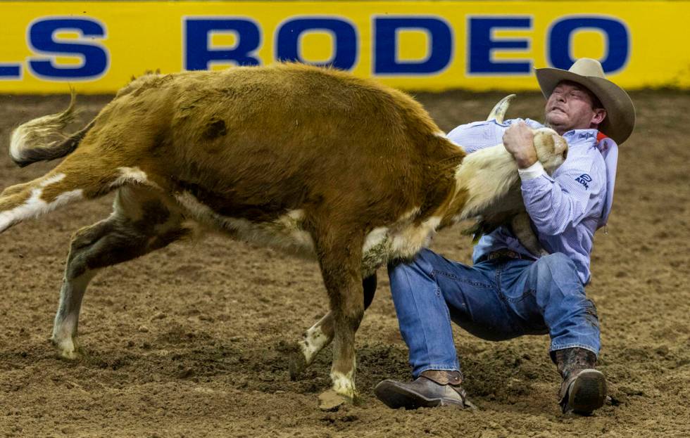 Hunter Cure of Holliday, Texas, takes down his steer for a winning time in Steer Wrestling duri ...