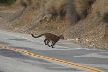 FILE - This July 10, 2013, photo provided by the National Park Service shows mountain lion P-23 ...