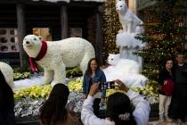 Tourists visit the Polar bears display at the Bellagio ConservatoryÕs holiday display &#xd ...