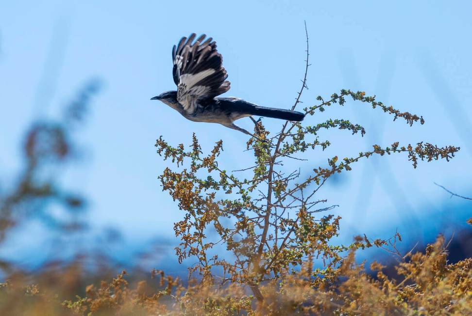 A bird takes flight near the Las Vegas Wash outside the Lake Mead National Recreational Area on ...