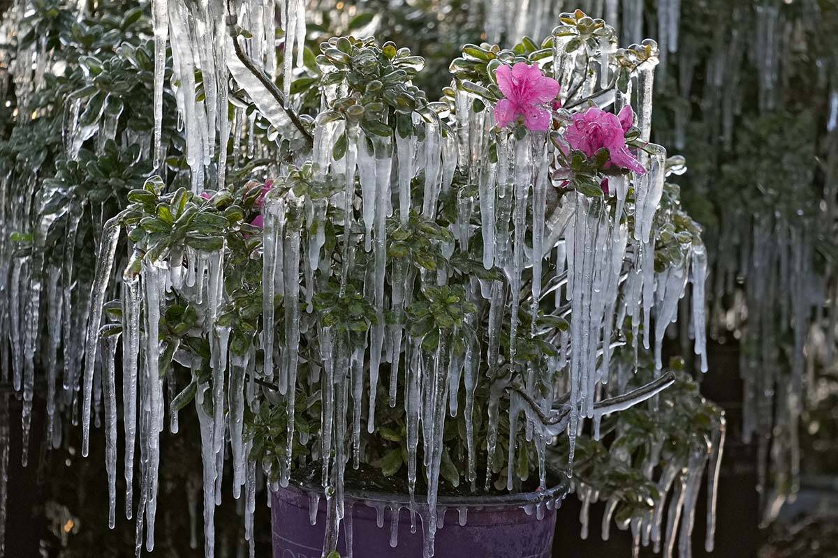 Icicles hang from ornamental plants at sunrise Saturday, Dec. 24, 2022, in Plant City, Fla. Far ...