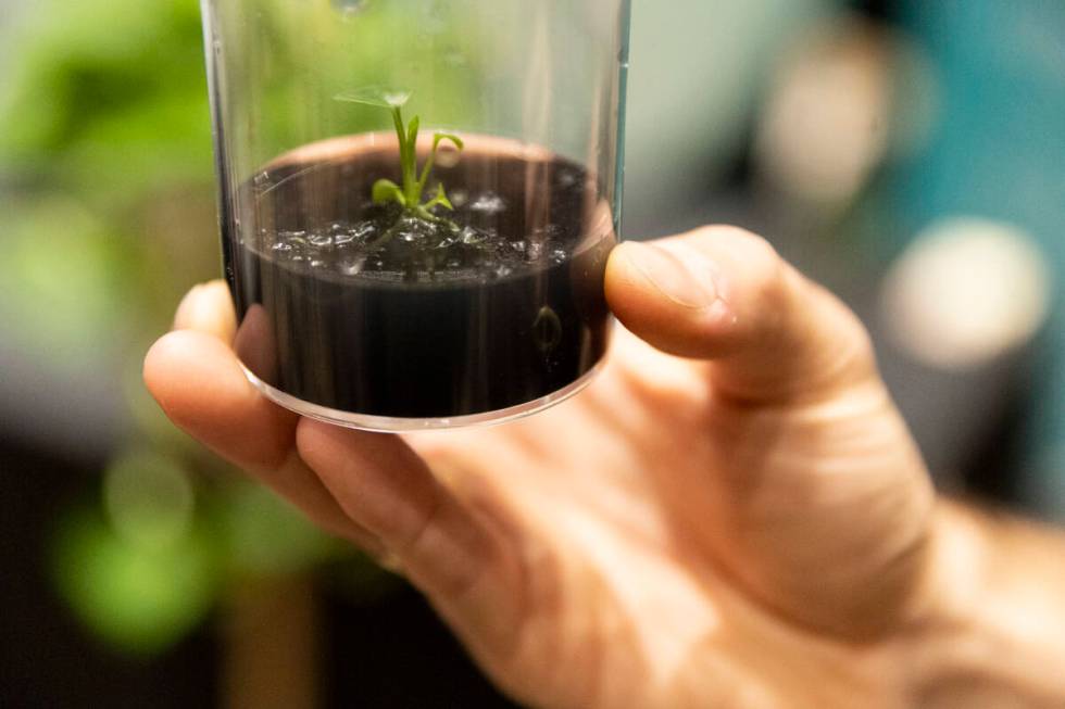 A genetically engineered plant by Neoplants is showcased during the CES ShowStoppers event at t ...