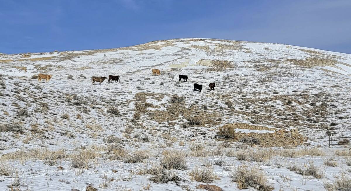 This photo provided by the Center for Biological Diversity shows seven cows seen within subpopu ...