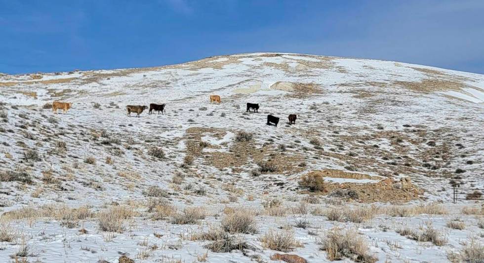 This photo provided by the Center for Biological Diversity shows seven cows seen within subpopu ...