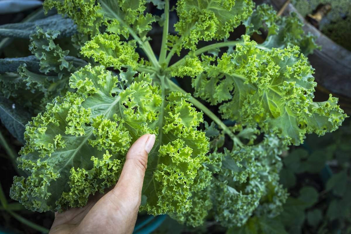 Eating more kale is one way to boost your vitamin K levels. (Getty Images)