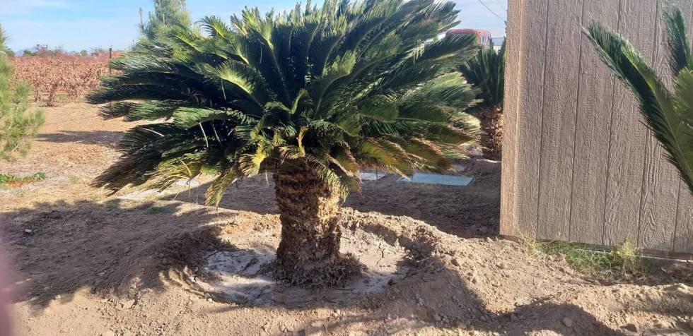 This sago palm was moved during the cool time of the year. The fronds were first tied up and ou ...