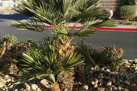 The Mediterranean fan palm handles the heat of the Mojave Desert and is smaller for pool areas. ...