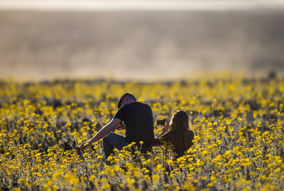 People sit among the wildflowers along Badwater Road in Death Valley National Park, Calif., on ...