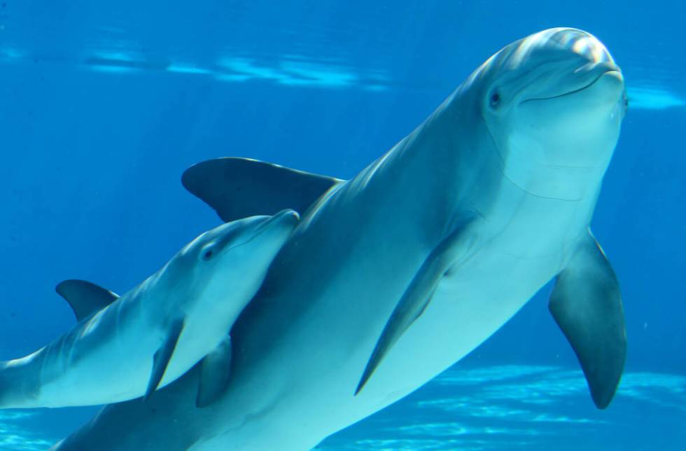 A baby dolphin swims with its mother Bella at Siegfried & Roy's Secret Garden and Dolphin Habit ...