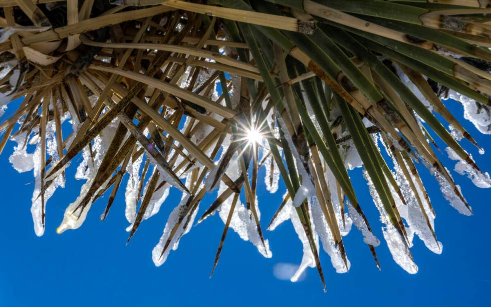 Snow covers the spines of a yucca plant about the Red Rock Canyon National Conservation Area on ...