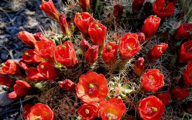 Mojave mound cactus (Natalie Burt)