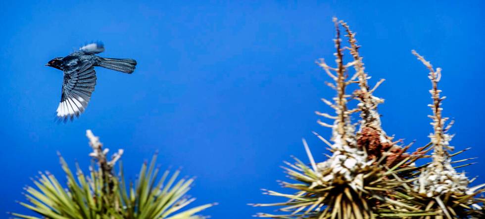 A male phainopepla takes flight. (L.E. Baskow/Las Vegas Review-Journal) @Left_Eye_Images