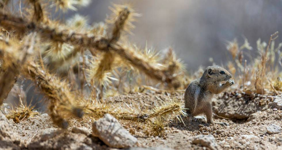 A round-tailed ground squirrel eats a snack. (L.E. Baskow/Las Vegas Review-Journal)