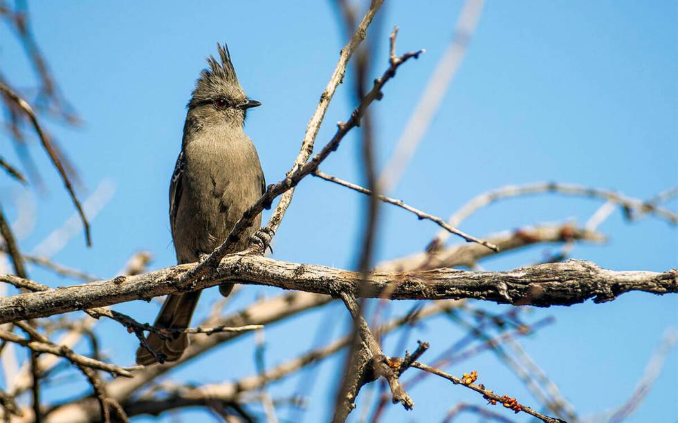 A female phainopepla rests on a branch at the proposed Avi Kia Ame National Monument. (L.E. Bas ...