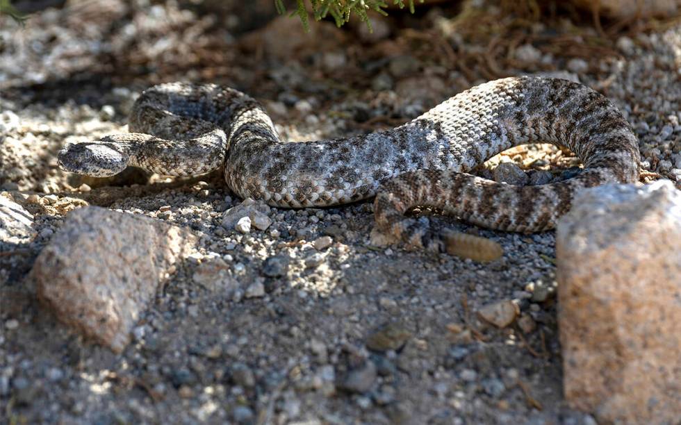 A southwestern speckled rattlesnake seeks cover along Christmas Tree Pass Road . (L.E. Baskow/ ...