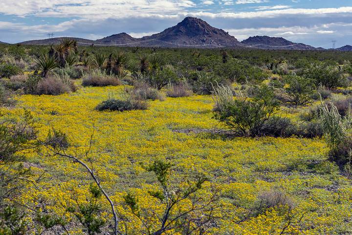 The desert is carpeted with yellow flowers along Grandpa's Road in a superbloom created from mo ...