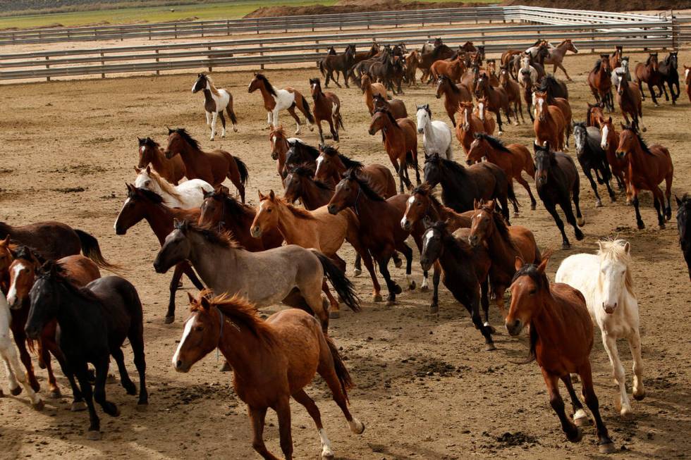 Wild horses run around in a fenced field at the Stewart Conservation Camp in Carson City, Nevad ...