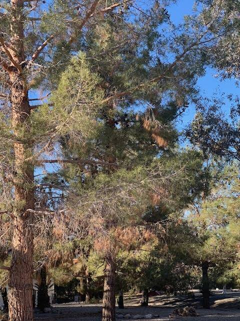 These Mondell pine trees are shading each other. Fifty-foot-tall pine trees should be at least ...