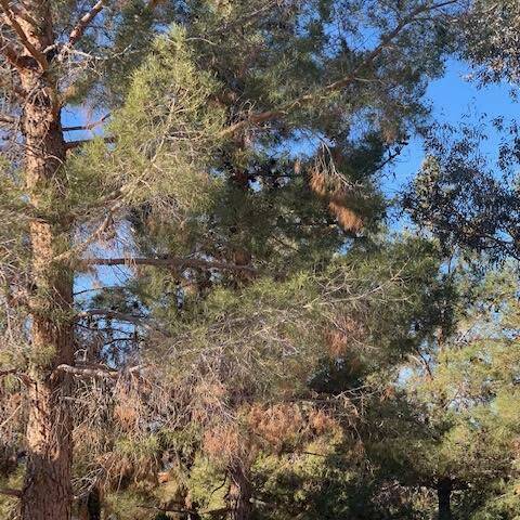 These Mondell pine trees are shading each other. Fifty-foot-tall pine trees should be at least ...