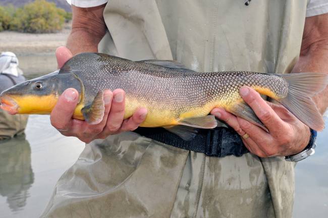 Bureau of Reclamation fish biologist, Ty Wolters holds a Razorback sucker on Nov. 2, 2012, that ...