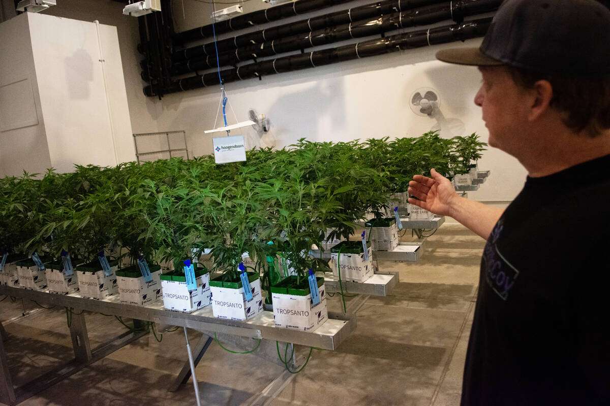 Chad McCoy, co-owner and cultivator of The Real McCoy, in a room with young plants grown from a ...