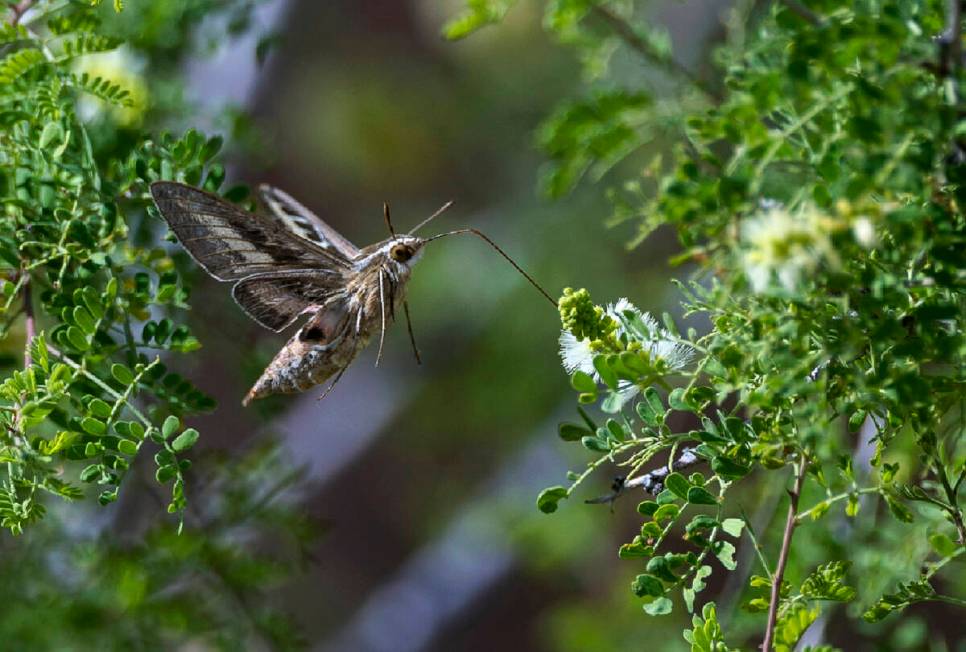 A sphinx moth feeds on nectar within the Avi Kwa Ame proposed national monument area on Thursda ...