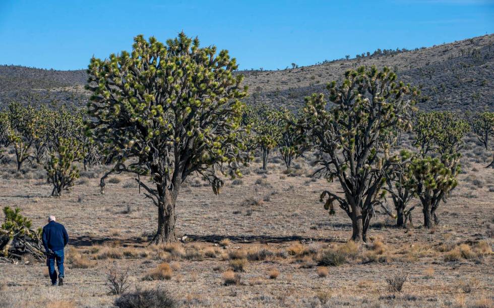 Alan O’Neill walks towards the largest Joshua Tree in Nevada within the Wee Thump Joshua ...