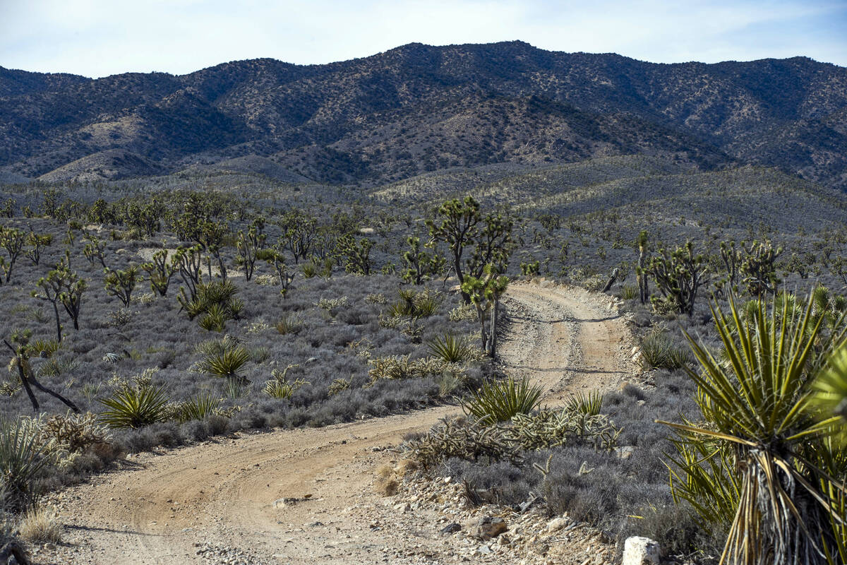 Joshua Trees cover the landscape within the Wee Thump Joshua Tree Wilderness Area of the Avi Kw ...