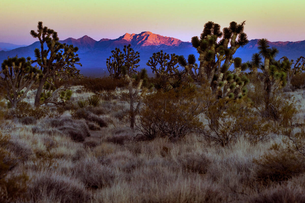 Spirit Mountain reflects the last glow of sunlight within the Avi Kwa Ame proposed National Mon ...