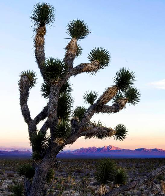 The last of the day's sun catches the peak of Spirit Mountain within the Avi Kwa Ame National M ...