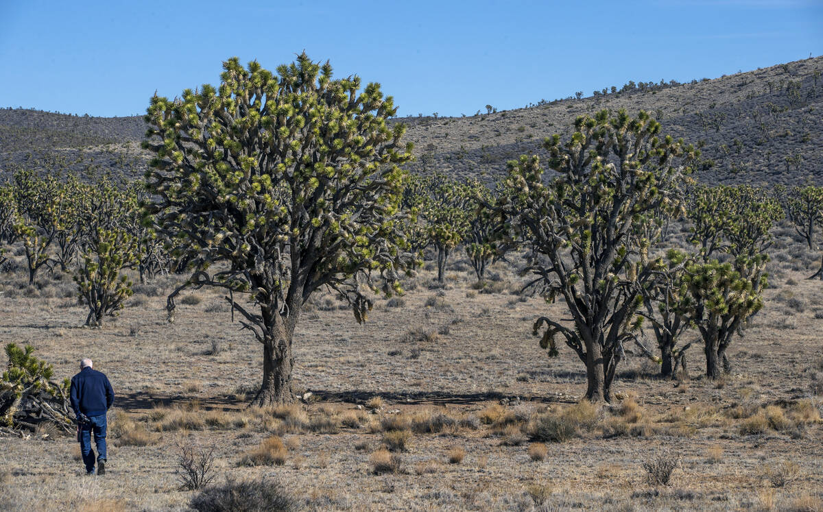 Alan O’Neill walks towards the largest Joshua Tree in Nevada within the Wee Thump Joshua Tree ...