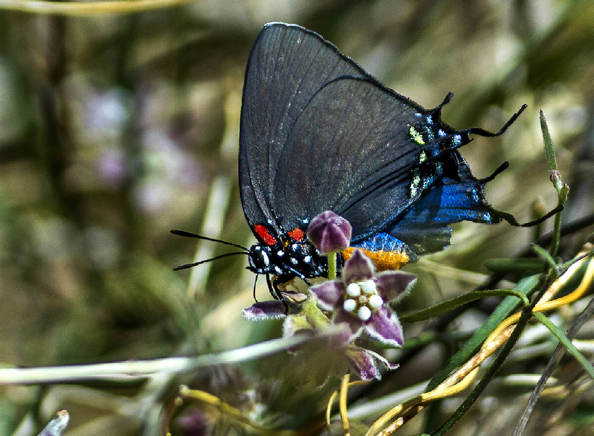 A Great Purple Hairstreak butterfly gathers nectar along Christmas Tree Pass Road. (L.E. Basko ...