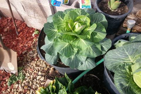 Cabbage is growing in a 5-gallon nursery container. (Bob Morris)