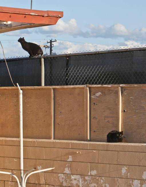 Two feral cats are seen in the pool area of the closed White Sands Motel on the Las Vegas Strip ...