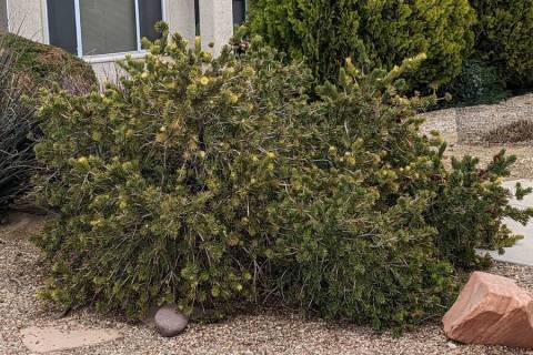 This bottle brush needs pruning because it is full. When you are finished pruning it should loo ...