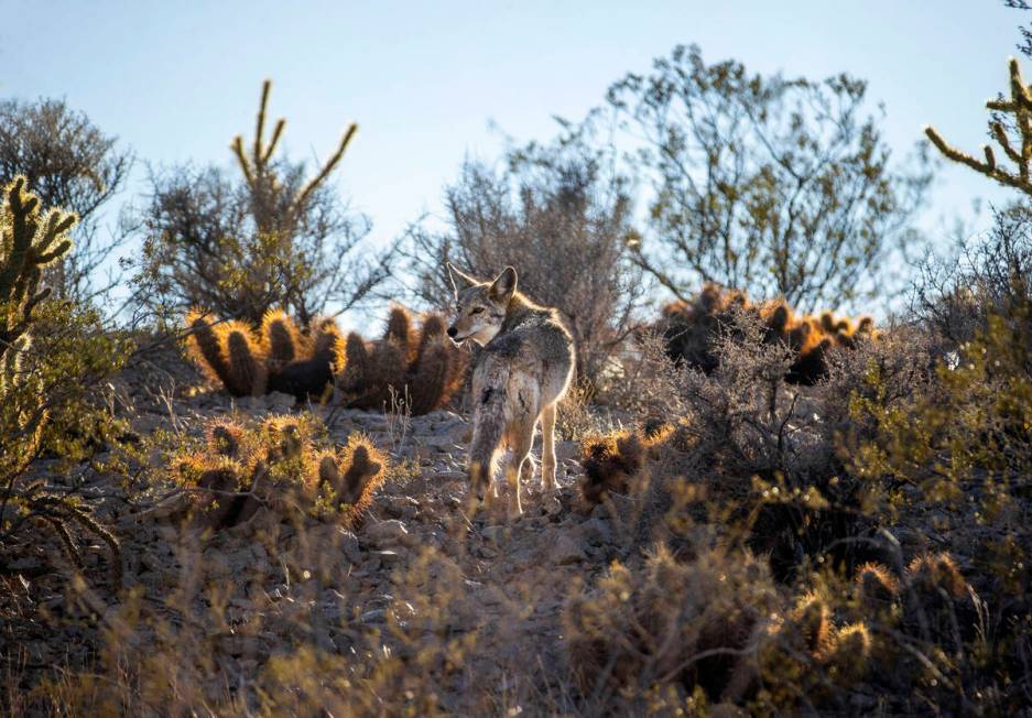 A coyote blends into the desert landscape. (L.E. Baskow/Las Vegas Review-Journal)