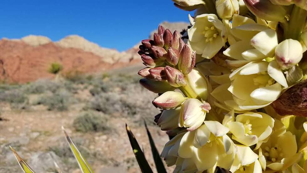 Spring close-up of a blooming Mojave Yucca. (Natalie Burt/Special to the Las Vegas Review-Journal)