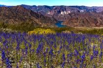 A variety of flowers bloom above the Colorado River near the Willow Beach access road on Monday ...
