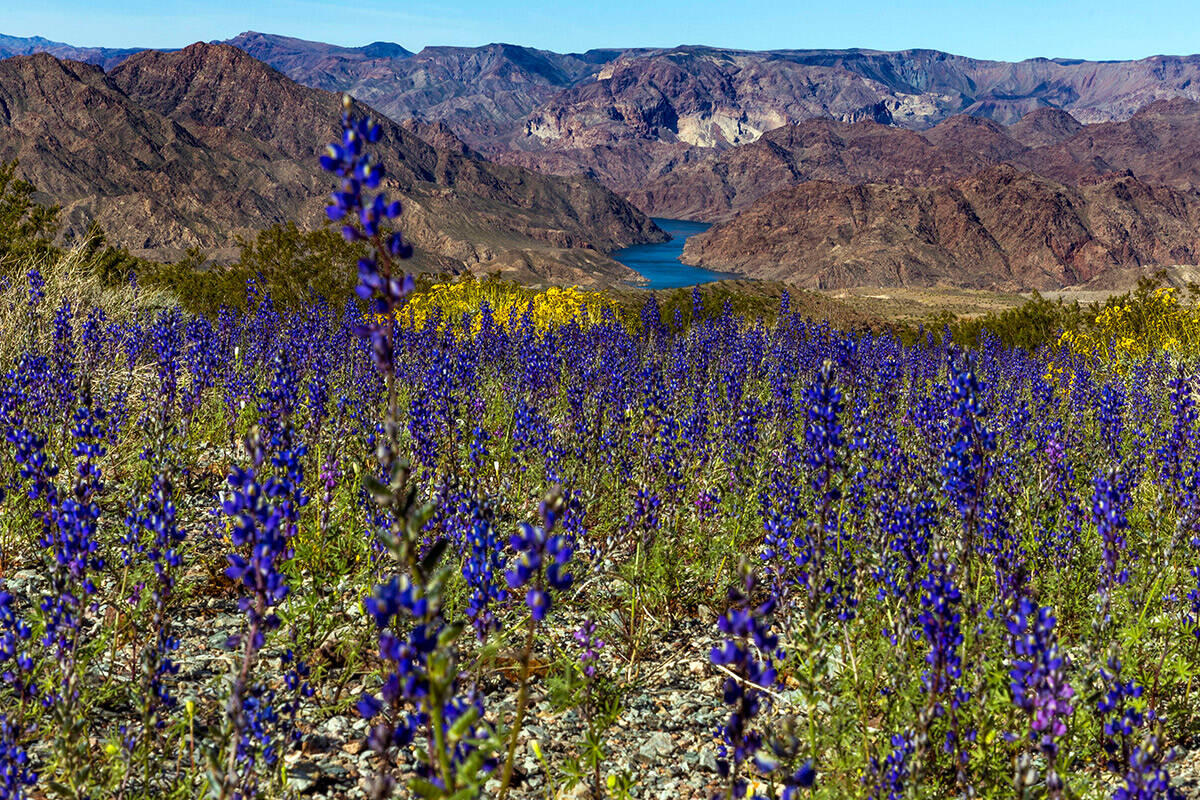 A variety of flowers bloom above the Colorado River near the Willow Beach access road on Monday ...