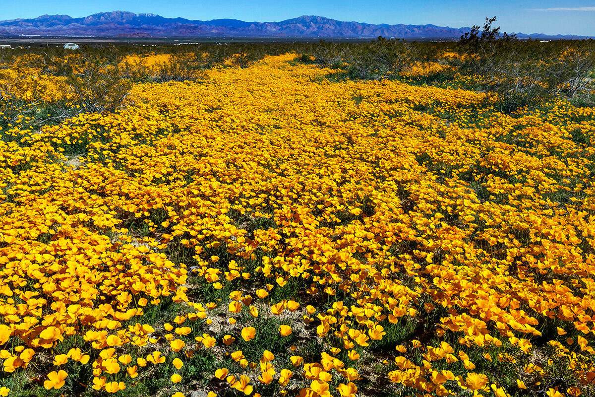 A field of California Poppy blooms in the Golden Valley on Saturday, April 1, 2023, near Kingma ...